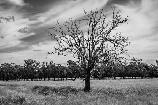 Old Tree