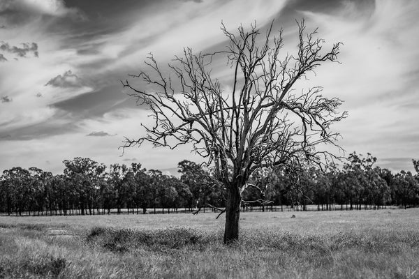 Old Tree