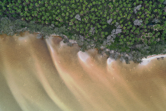 Sand Piper